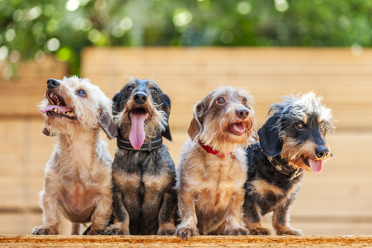 Moritz, Otto, Franzi und Max aus dem Abresch-Backoffice